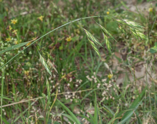 Bromus catharticus #4